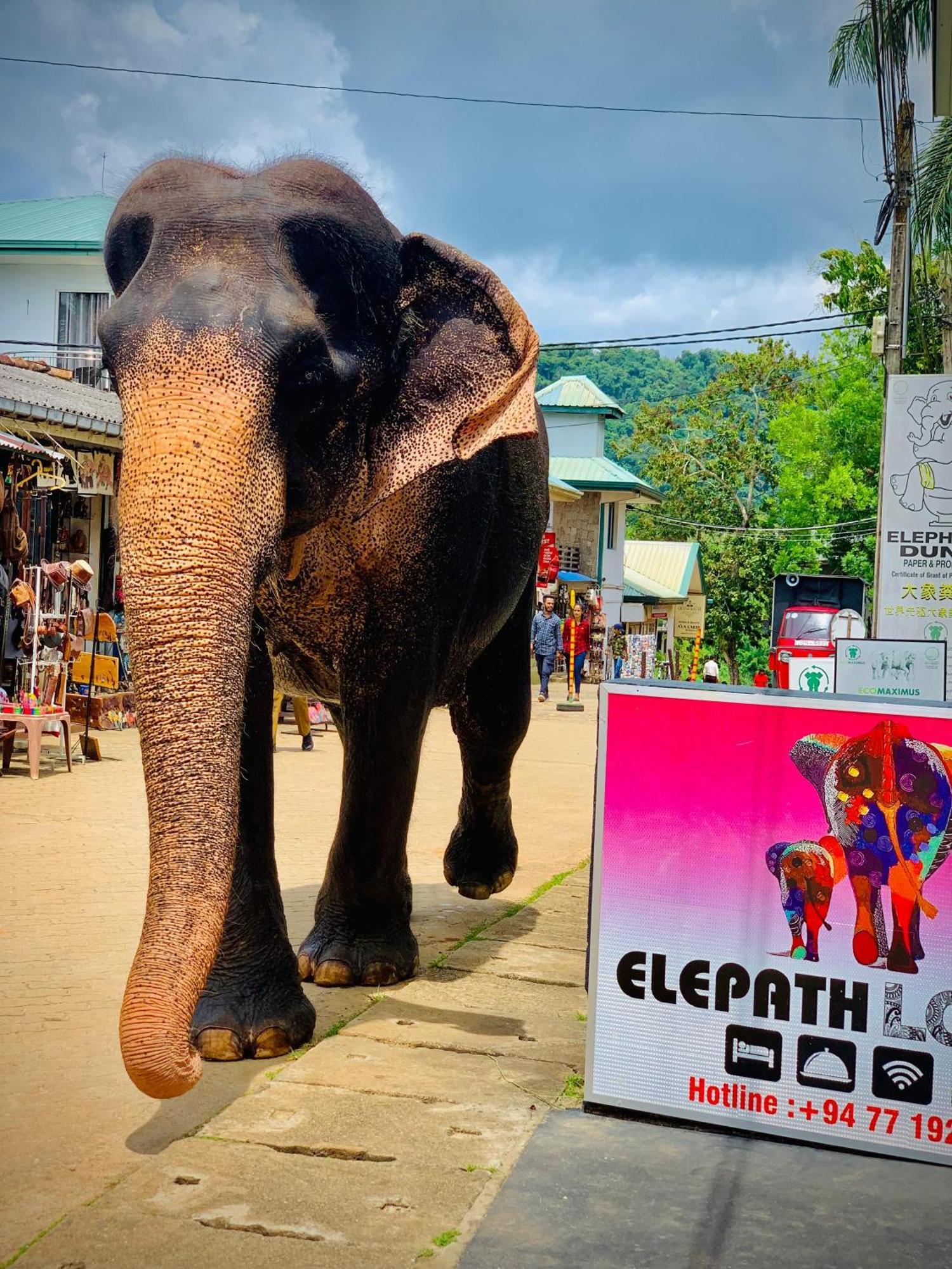 Elepath Lodge- Pinnawala Pinnawala  Ngoại thất bức ảnh