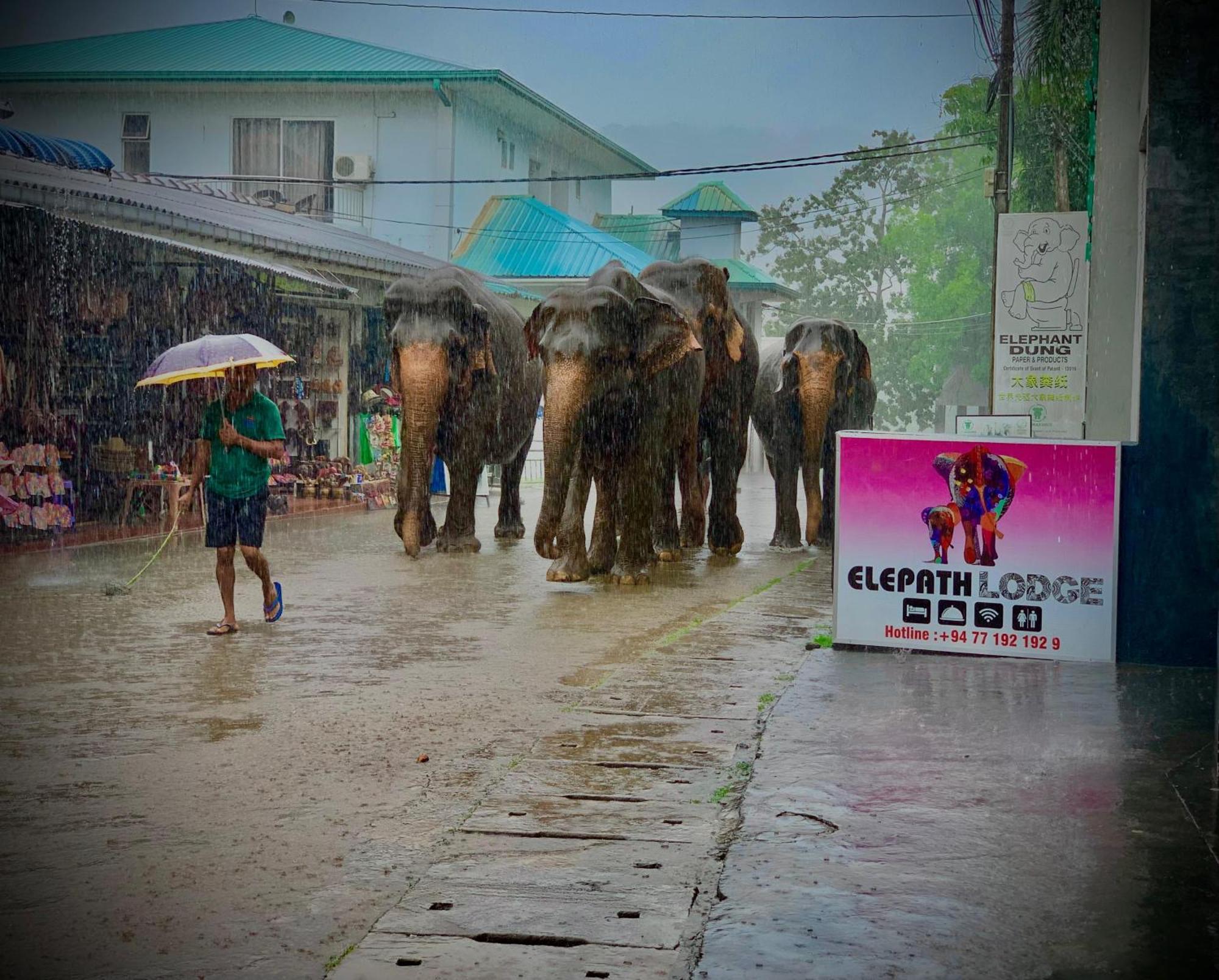 Elepath Lodge- Pinnawala Pinnawala  Ngoại thất bức ảnh