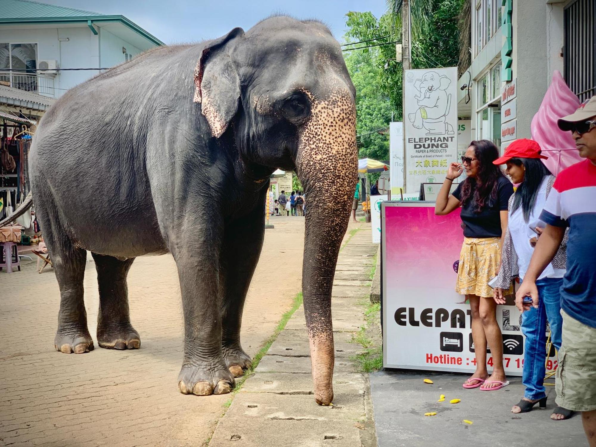 Elepath Lodge- Pinnawala Pinnawala  Ngoại thất bức ảnh
