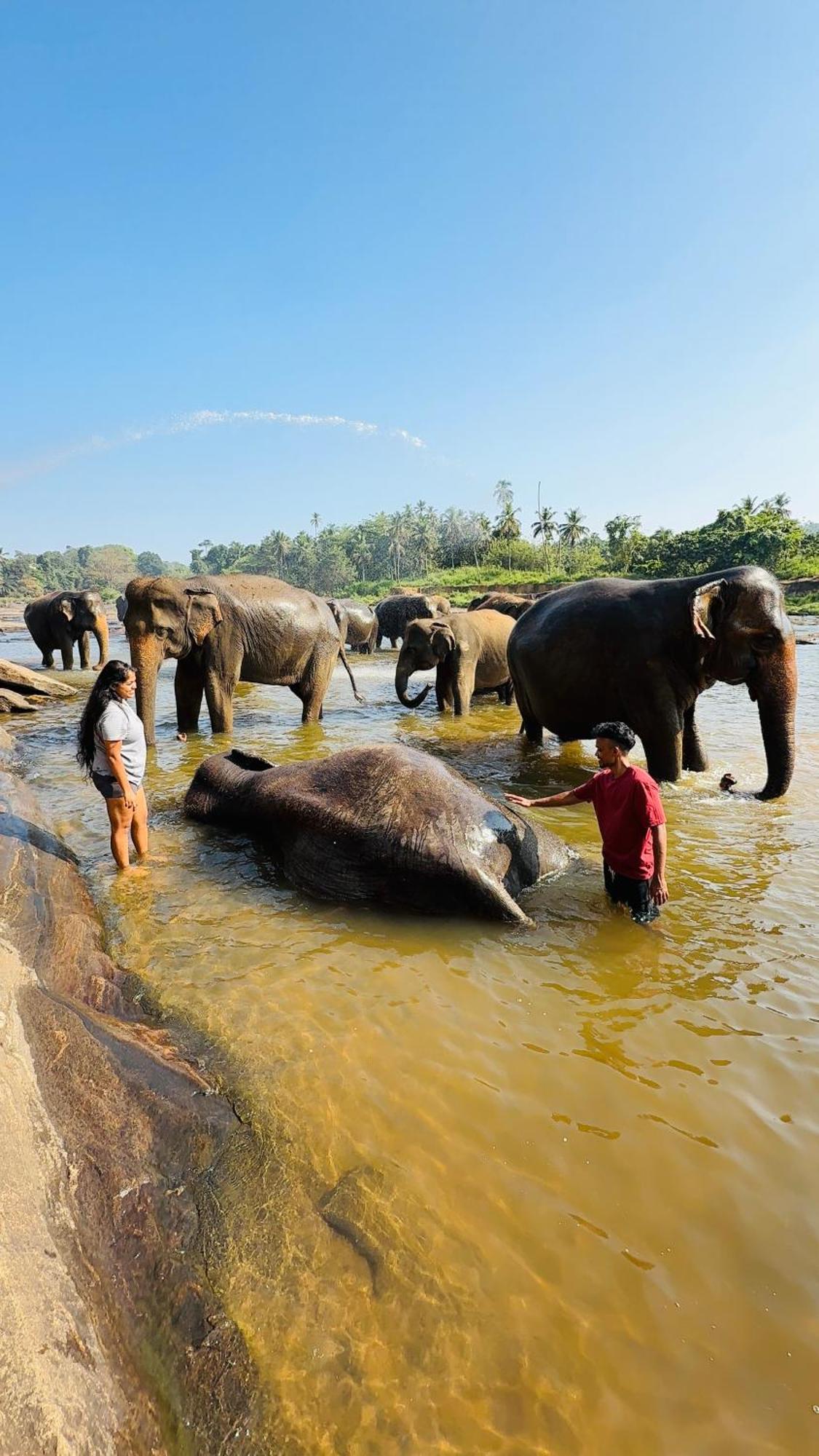 Elepath Lodge- Pinnawala Pinnawala  Ngoại thất bức ảnh