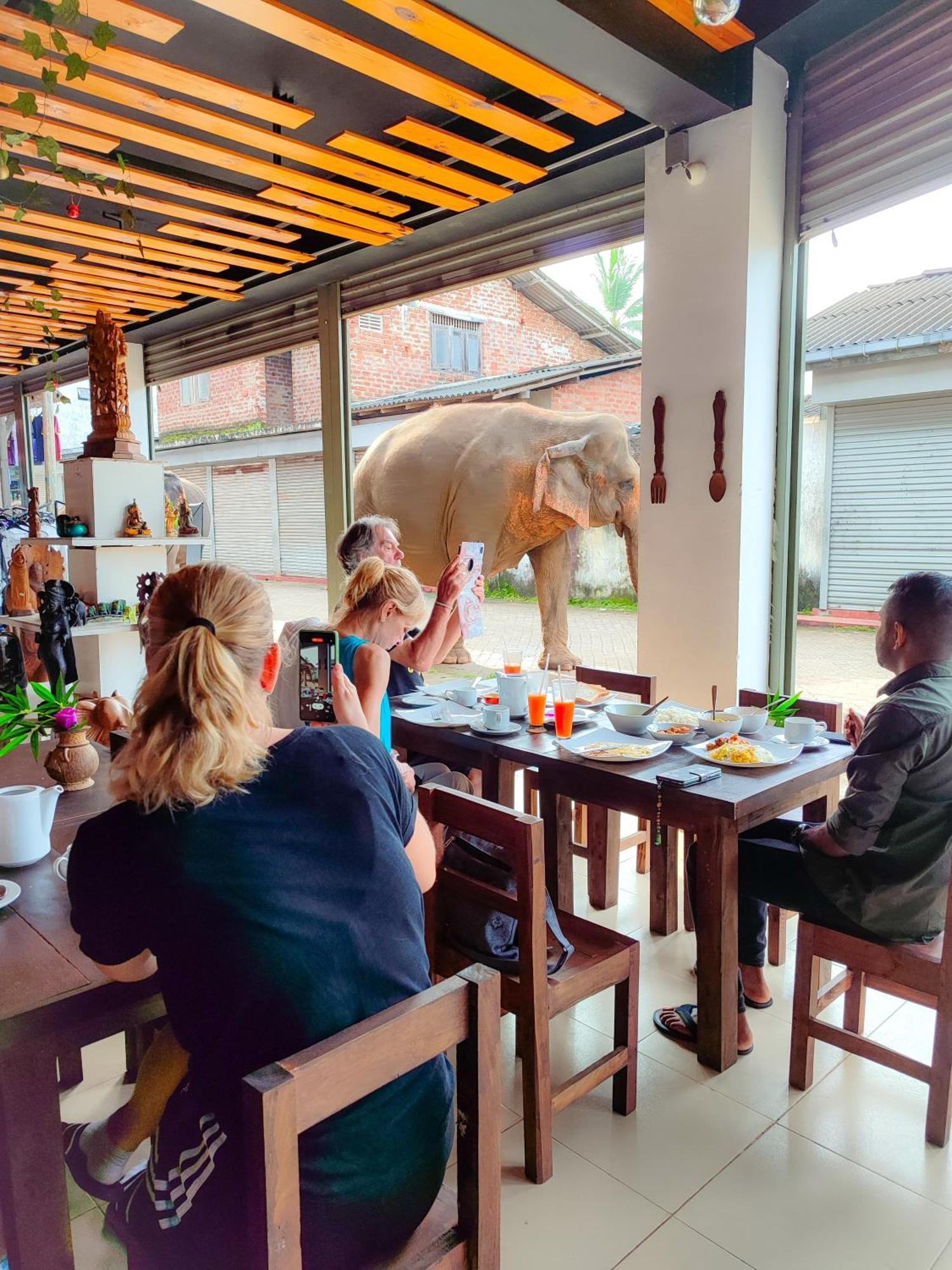 Elepath Lodge- Pinnawala Pinnawala  Ngoại thất bức ảnh